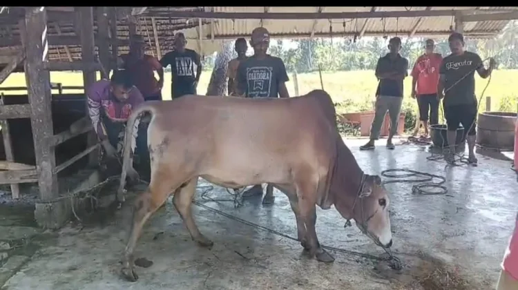 Kemenag Bireuen Sembelih 86 Hewan Qurban