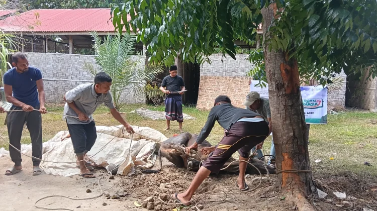 Julok Sembelih Hewan Kurban 86 Sapi 57 Kambing