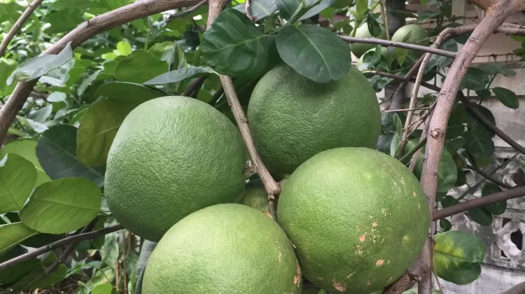 Pilihan Tanaman Buah Mudah Dirawat di Pekarangan Rumah