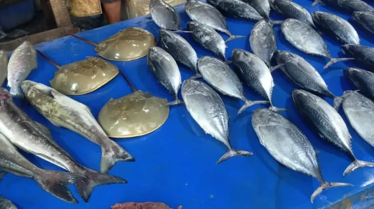 Harga Relatif Mahal, Masyarakat Tetap Beli Ikan Segar