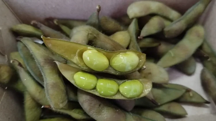 Kacang Edamame si Hijau yang Kaya Manfaat Bagi Kesehatan