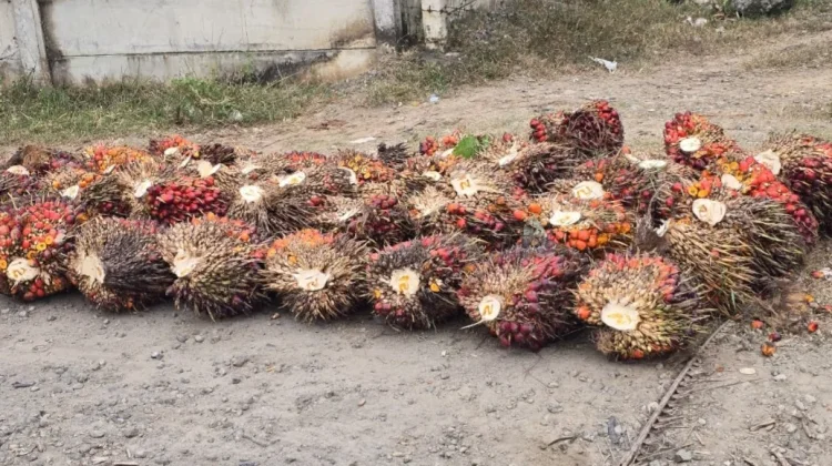 Harga TBS Kelapa Sawit di Aceh Utara Berangsur Naik Pasca Iduladha