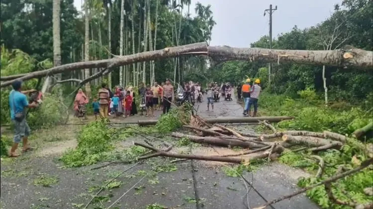 Pohon dan Tiang Listrik Tumbang di Nisam Antara, Warga Terluka