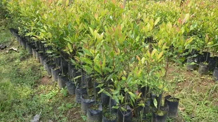 Relawan Tanam 300 Pohon di Aceh Tamiang untuk Penghijauan