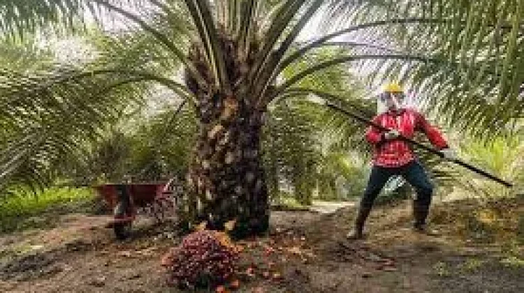 Kebijakan Ekspor Baru Bayangi Harga Sawit Aceh Tamiang