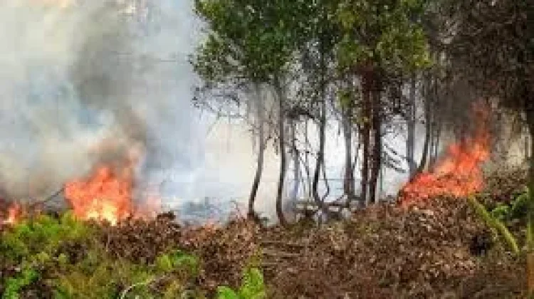 247 Hektare Lahan Aceh Terbakar, Kerugian Capai Rp34,7 Miliar