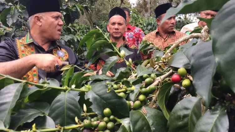 Bea Cukai Ungkap Penyebab Penurunan Ekspor Kopi Aceh dalam Dua Tahun Terakhir