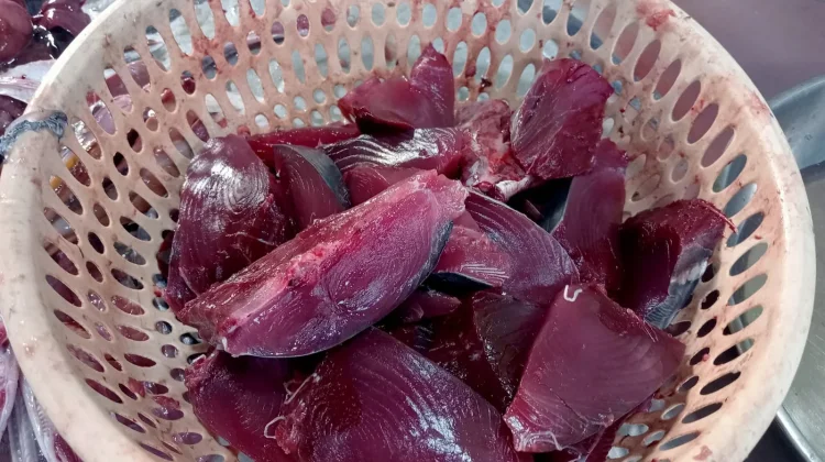 Ikan Tongkol, Sumber Protein Laut yang Kaya Manfaat