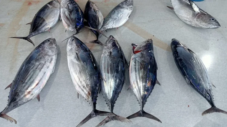 Harga Ikan Tongkol di Lhokseumawe Turun, Tangkapan Melimpah