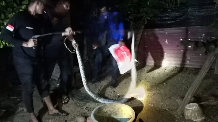 Damkar Lhokseumawe Evakuasi Ular Piton 3 Meter di Kandang Bebek Warga