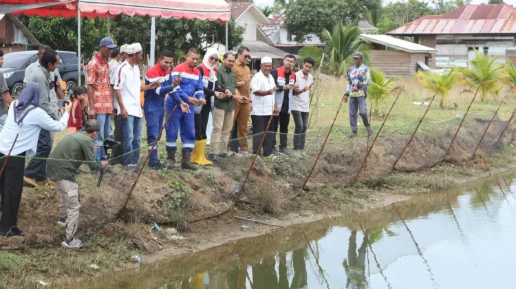 Pertamina Hulu Energi Tanam Mangrove dan Tebar Bibit Kepiting
