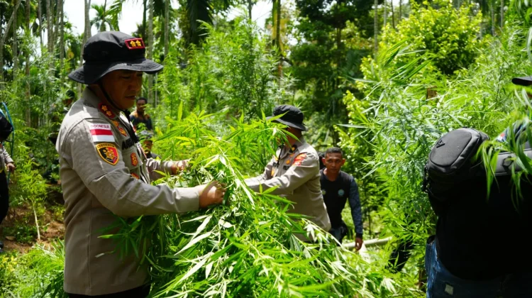 Dua Hektar Ladang Ganja di Sawang Dimusnahkan