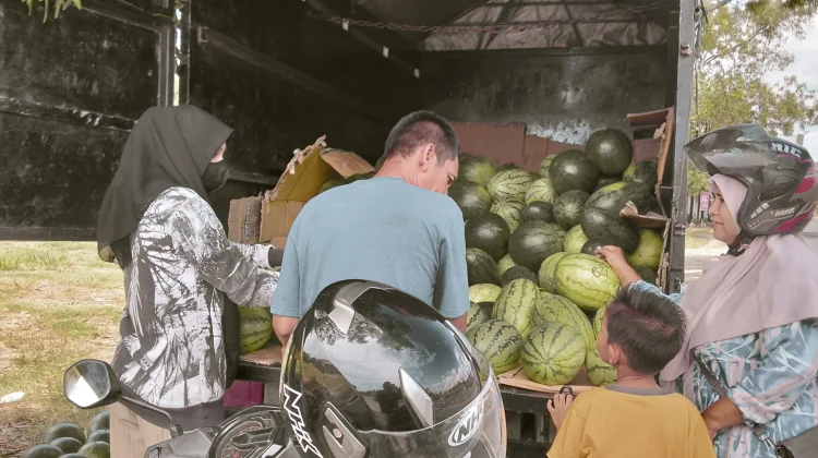 Cuaca Panas Penjualan Semangka Laris Manis