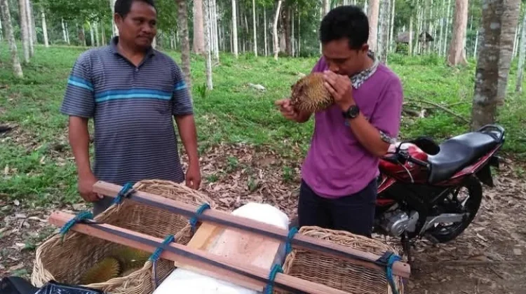 Panen Raya Durian di Aceh Utara, Pedagang Raup Berkah