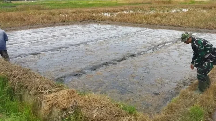 Babinsa Kodim Aceh Utara Turun ke Sawah, Dampingi Petani Siapkan Musim Tanam