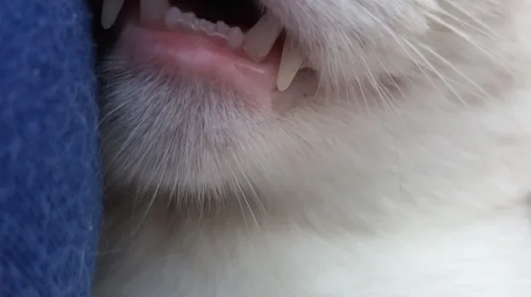 Manfaat Memelihara Kucing untuk Kesehatan
