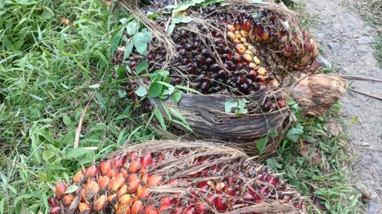 Harga TBS Kelapa Sawit di Aceh Utara Kembali Stabil, Petani Sambut Positif