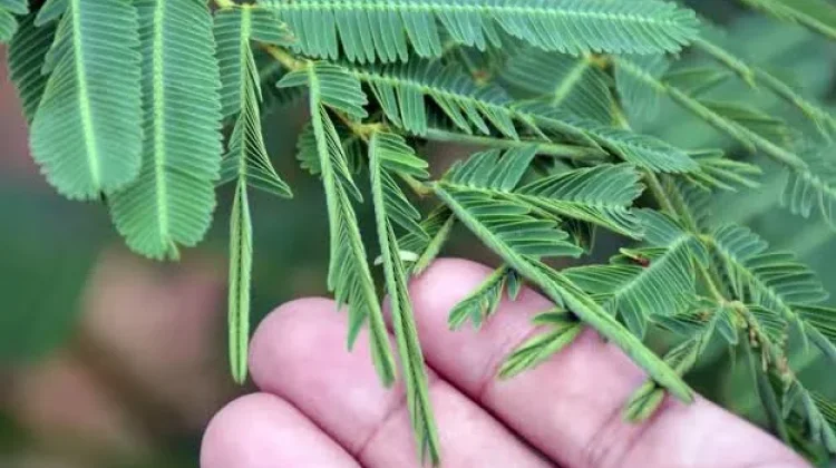 Bukan Sekadar Menutup Daun, Ini Fakta Unik Tanaman Putri Malu