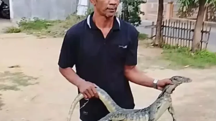 Damkar Lhokseumawe Evakuasi Biawak Masuk Rumah Warga dengan Cepat
