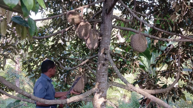 Musim Panen Durian di Desa Batu Delapan Aceh Utara, Harga Mulai Rp 20 Ribu per Buah
