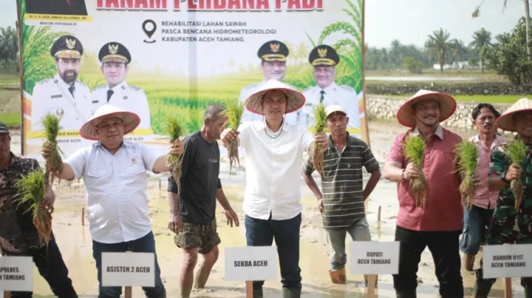 Pimpin Tanam Padi Perdana Pasca Bencana, Sekda Aceh : Jaga Stabilitas Pangan