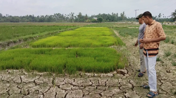 Sekitar 150 Hektar Sawah di Cot Girek Kekeringan, Petani Terancam Gagal Tanam