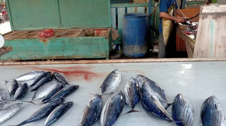 Harga Ikan di Lhokseumawe Mulai Stabil, Nelayan Bersyukur Cuaca Mendukung