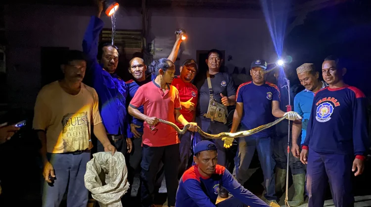 Damkar Berhasil Evakuasi Ular di Uteunkot Lhokseumawe