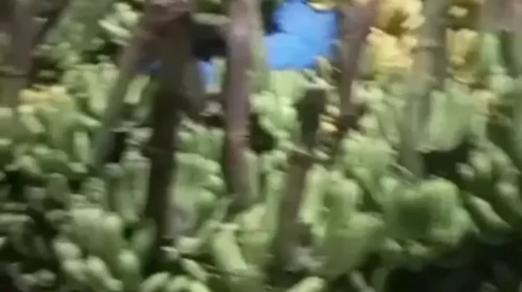 Harga Pisang Barangan Naik, Petani Lokal Rasakan Dampak Positif Program MBG