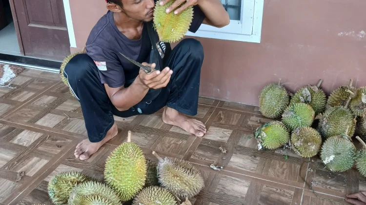 Musim Durian Tekan Penjualan Buah Lain di Lhokseumawe