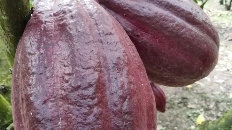 Perawatan Intensif Dongkrak Hasil Kakao Petani Nisam