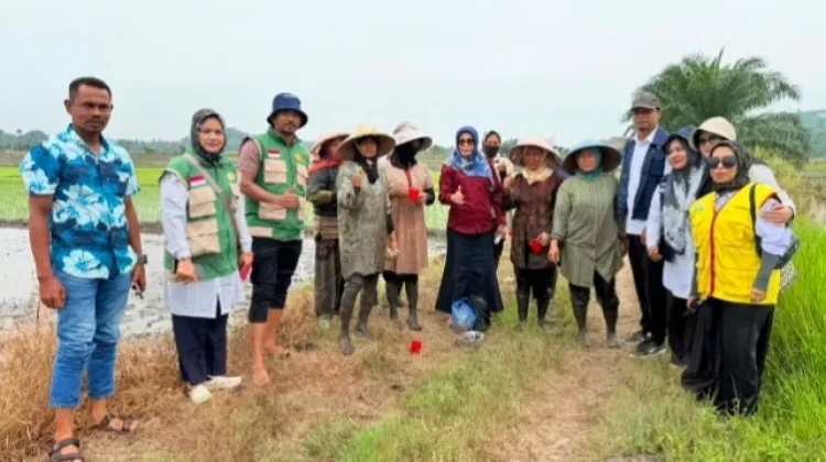 DKPPP Lhokseumawe Dukung Tanam Perdana Padi Berbasis PM-AAS di Muara Satu