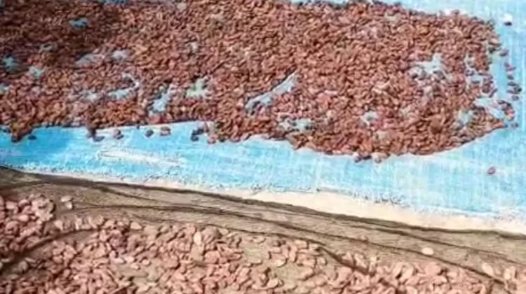 Harga Kakao di Aceh Utara Turun, Petani Berharap Pasar Dunia Kembali Membaik