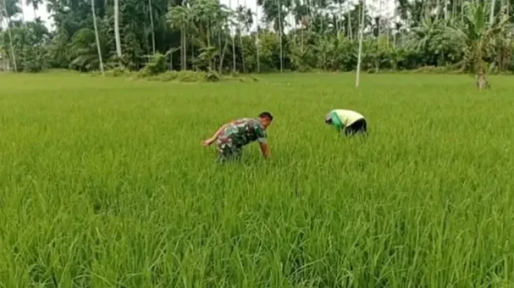 Perjuangan Babinsa dan Petani Membersihkan Gulma di Lahan Padi