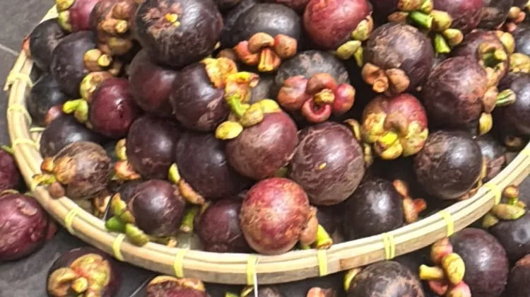 Panen Raya Manggis di Aceh Utara, Harga Pasar Capai Rp10 Ribu per Kilogram