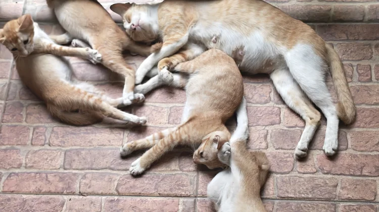 Tanggapan Pakar Tentang Aktivitas Kucing yang Tidur