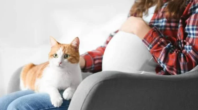 Mitos atau Fakta, Ibu Hamil tidak Boleh Dekat Kucing?