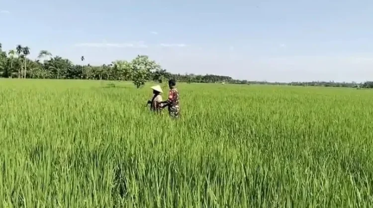 Babinsa Bantu Petani Bersihkan Gulma