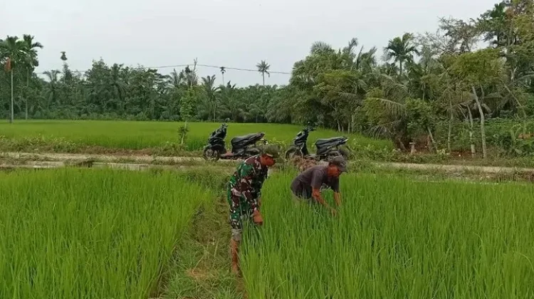 Petani bersama Babinsa Membersihkan Gulma di Batang Padi