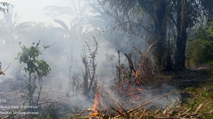 Kebakaran Lahan Panggoi Berhasil Dipadamkan tanpa Korban Jiwa