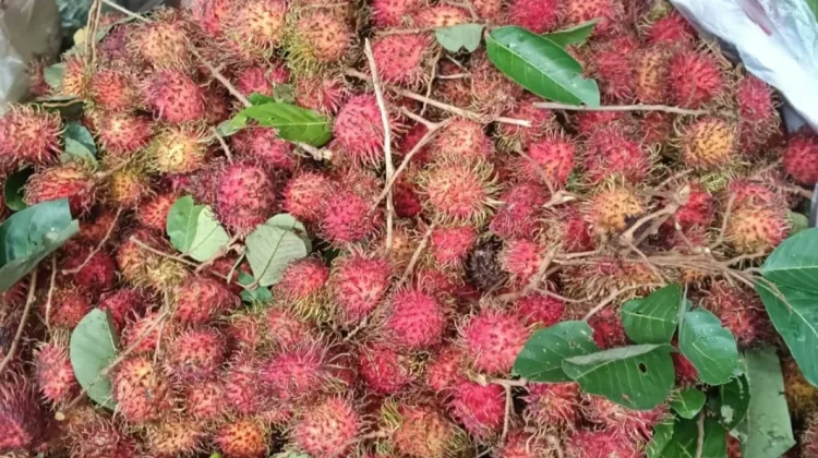 Puncak Panen, Harga Rambutan Aceh Turun Menjadi Rp8.000 per Kilogram