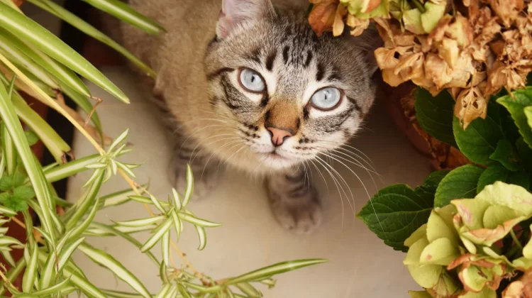 Aroma yang Mengganggu hingga Berisiko bagi Kesehatan Kucing