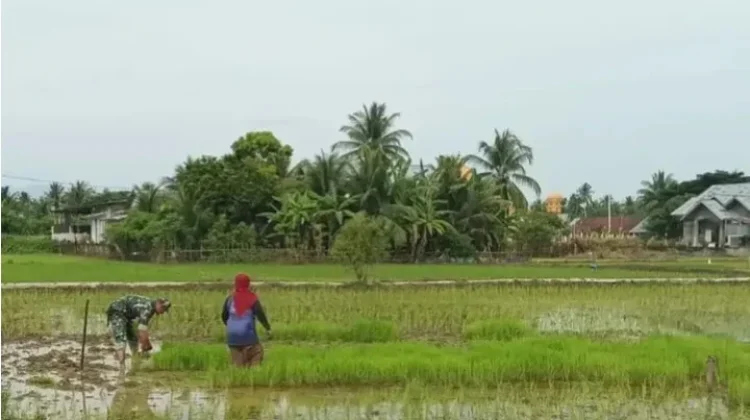 Babinsa Dampingi Petani Siapkan Awal Musim Tanam
