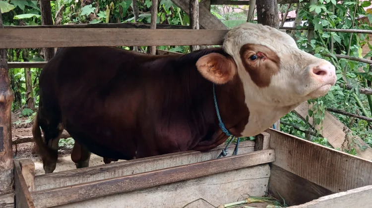 Peternak di Lhokseumawe dan Aceh Utara Mulai Beralih Memelihara Sapi Simmental