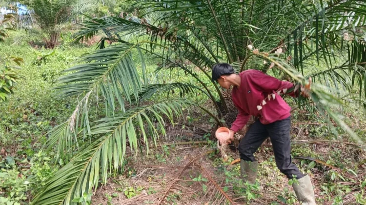 Petani Sawit di Simpang Keramat Intensifkan Pemupukan Pascahujan
