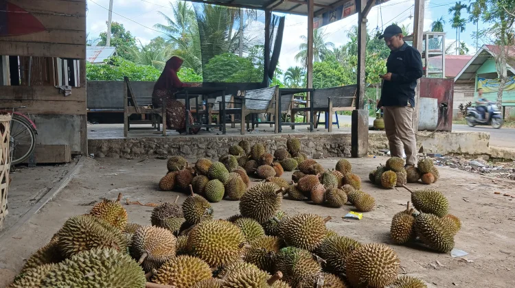 Durian Kuta Makmur Aceh Utara Laris Diburu, Panen sampai akhir Agustus