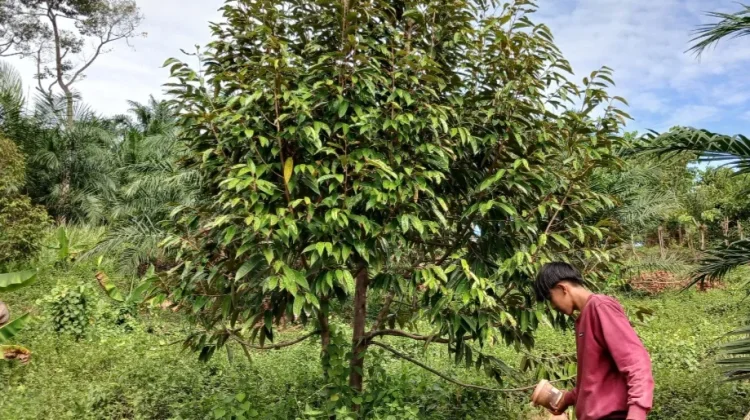Pasca Panen, Petani Durian Aceh Utara Intensifkan Pemupukan