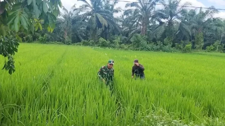 Babinsa Terjun Bebaskan Padi dari Hama Gulma, Mengawal Ketahanan Pangan
