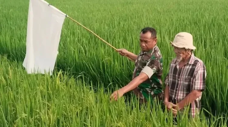 Babinsa Ikut serta Menjaga Padi Petani