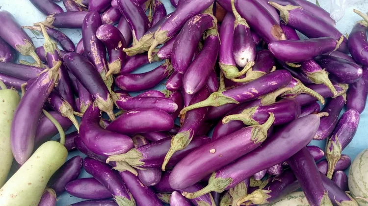 Terong: Si Ungu Serbaguna yang Kaya Manfaat dan Cerita Lezat di Dapur